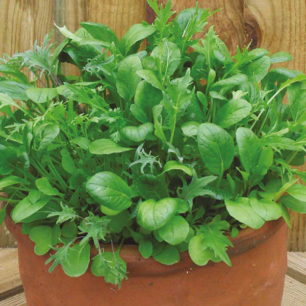 Salad Leaves Mixed Mild Salad Leaves - Image 3