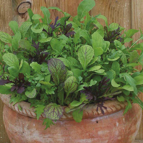 Salad Leaves Mixed Spicy - Image 3