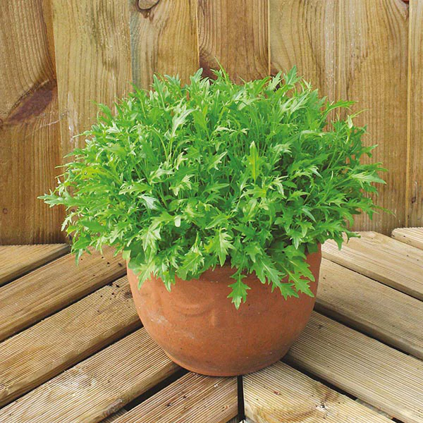 Salad Leaves Mizuna - Image 3