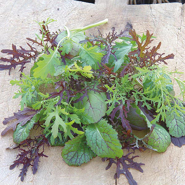 Salad Leaves Mustard Colour & Bite - Image 3