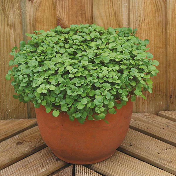 Salad Leaves Watercress Aqua Seeds - Image 3