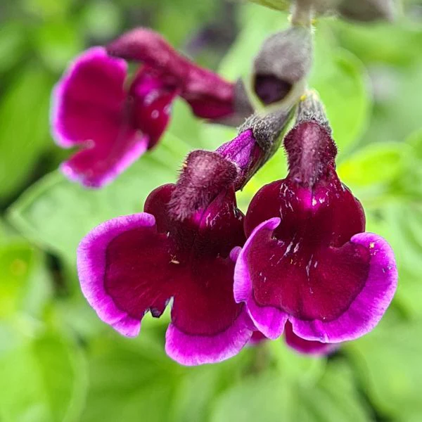 Salvia Blackberry Ripple Potted Plant
