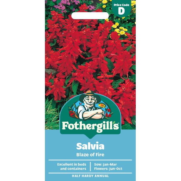 Salvia Blaze of Fire