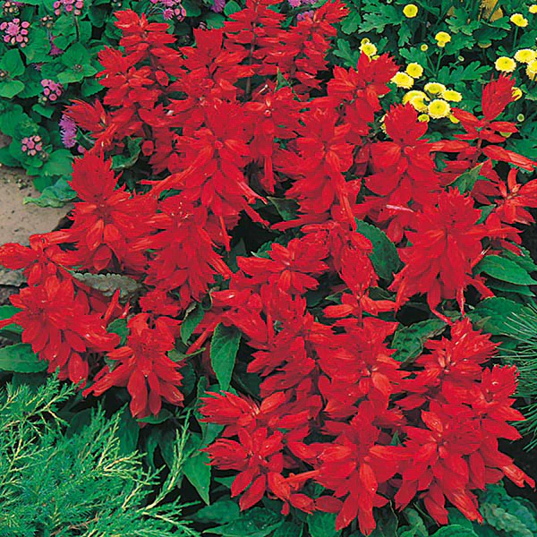 Salvia Blaze of Fire - Image 3