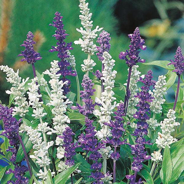 Salvia Blue & White Mixed - Image 3