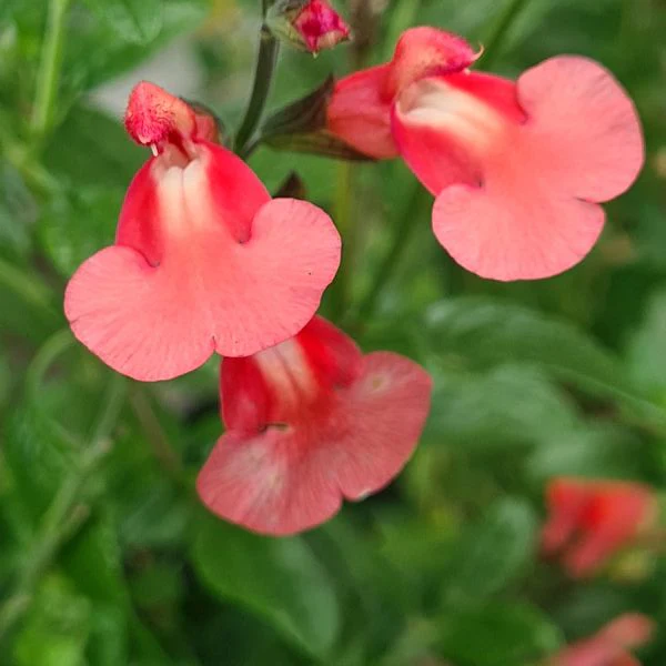 Salvia Royal Salmon Potted Plant
