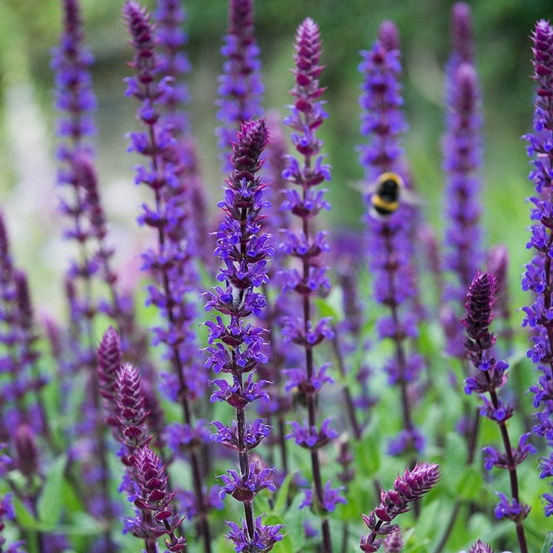 Salvia Salvatore Blue Flower Plants - Image 2