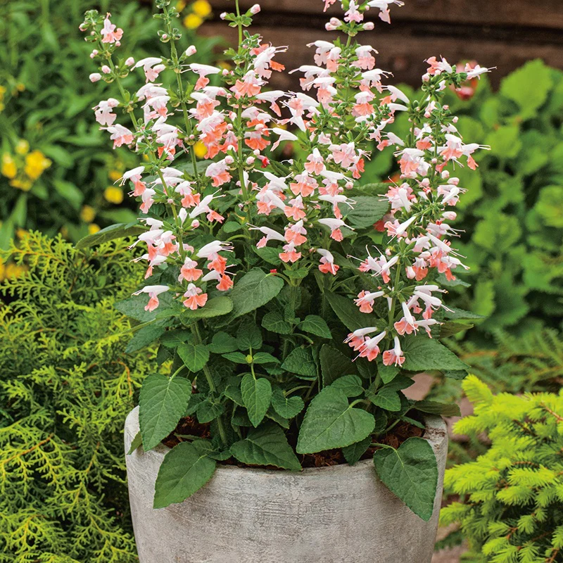 Salvia Summer Jewel Pink Flower Seeds - Image 3