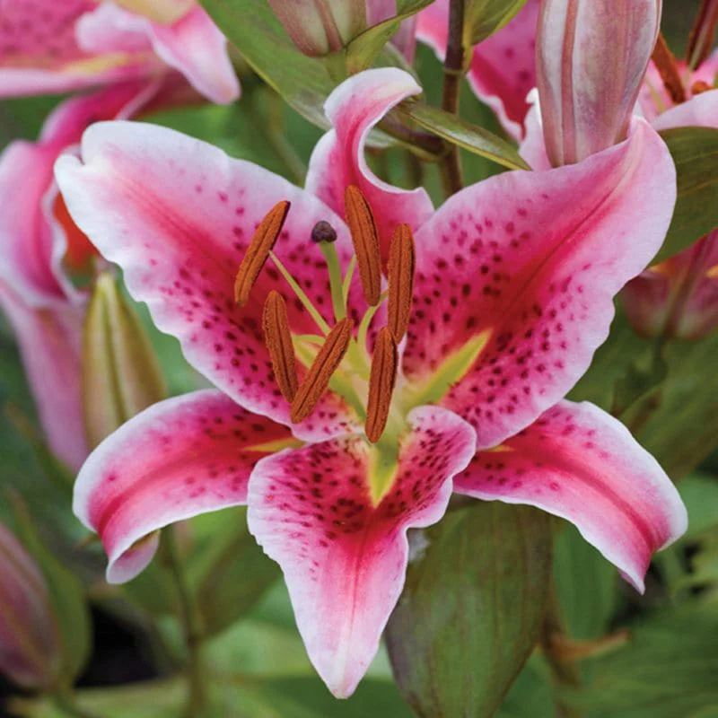 Scented Lily Bulb Flower Collection - Image 2