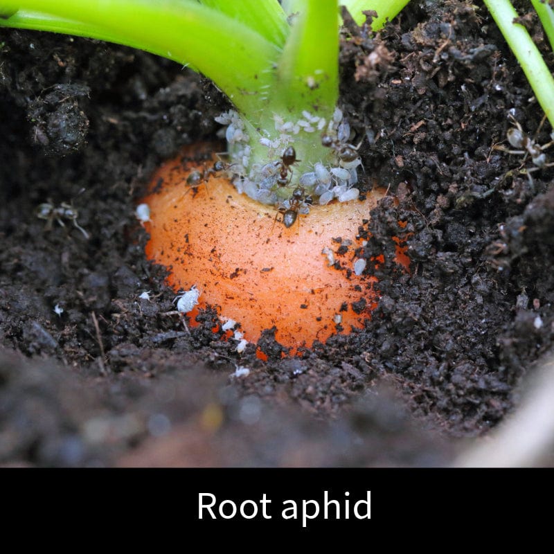 Nematode All Purpose Fruit and Veg Protection 60sq.m - Image 3
