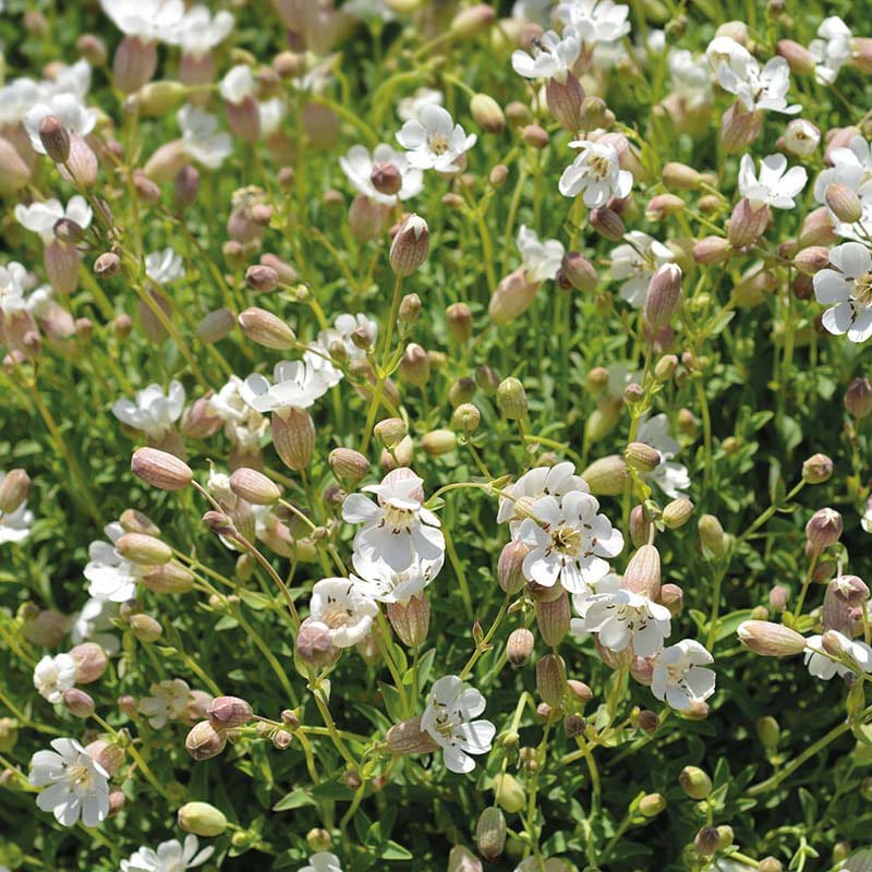 Nature's Helpers Sea Campion Wildflower Seeds - Image 2