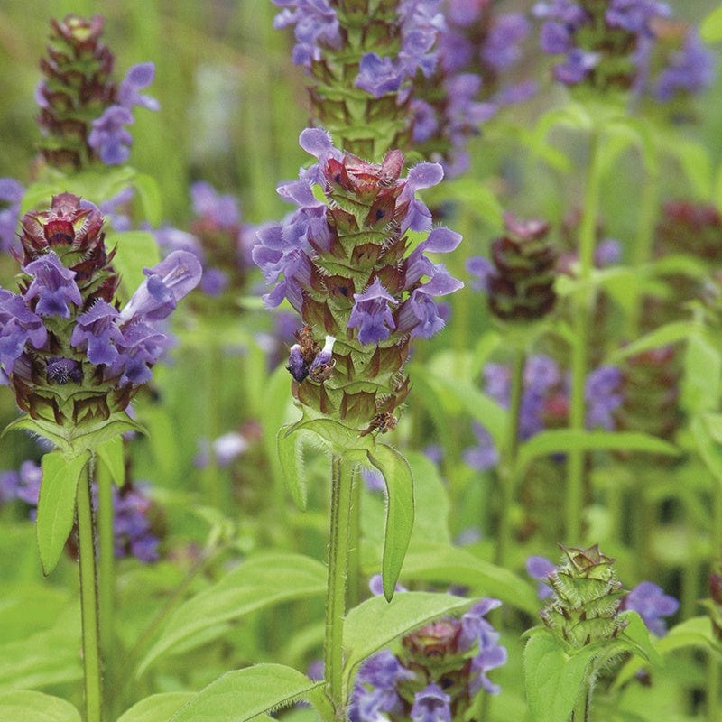Selfheal Flower Plants