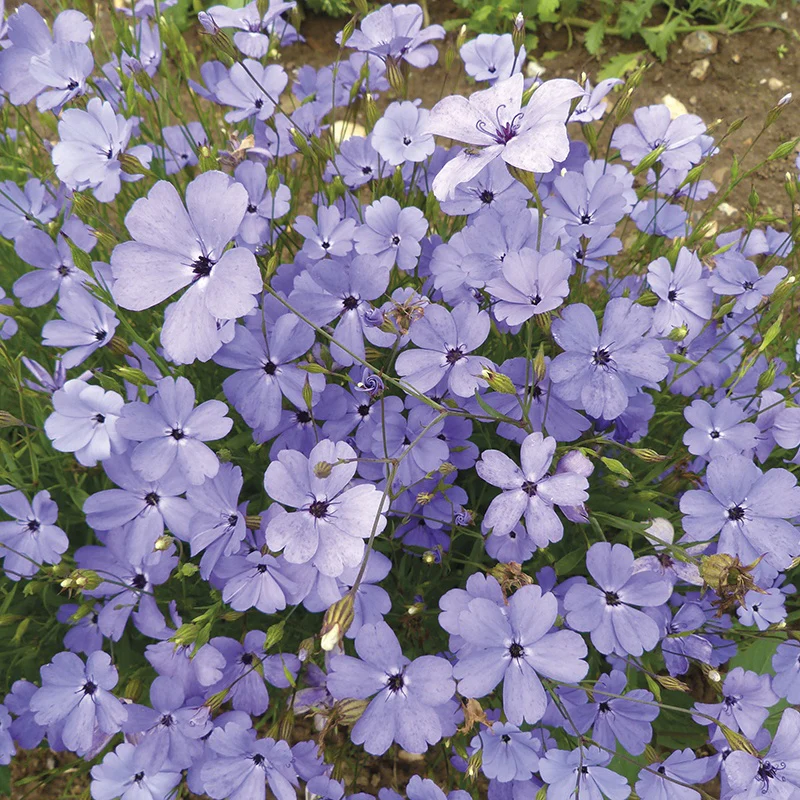 Silene Blue Angel - Image 3