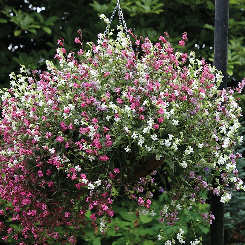 Silene Sibella Mix (Trailing) Flower Seeds - Image 3