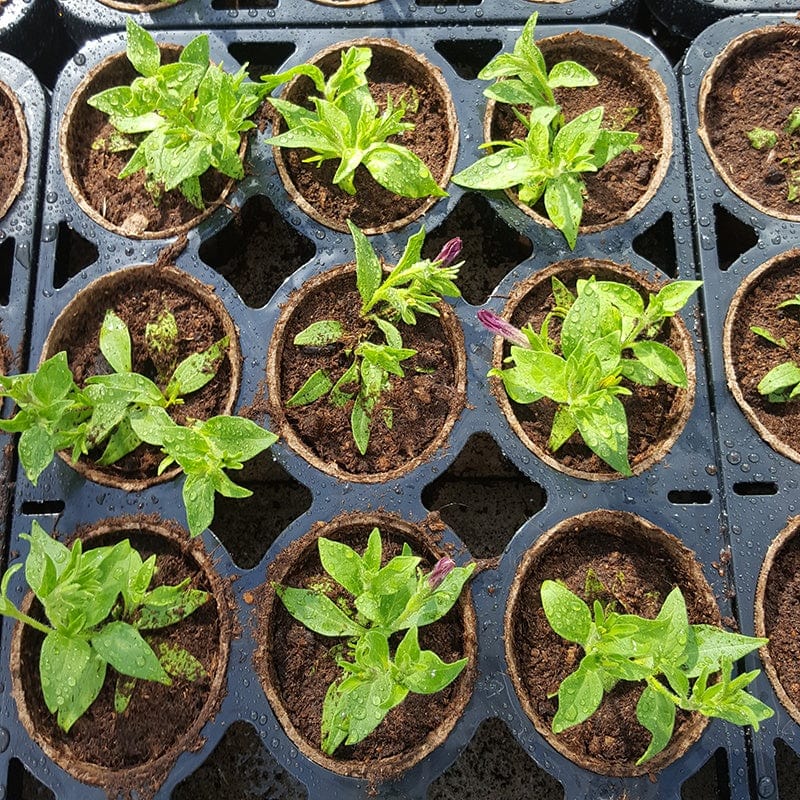 Skelly Trays With 36 Pots - Image 2