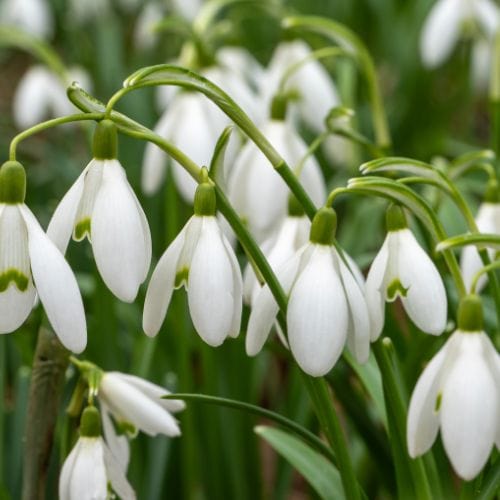 Snowdrop Bulbs - Image 2