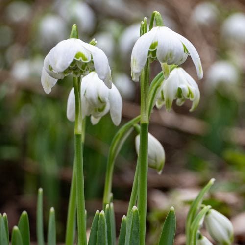 Snowdrop Bulbs - Image 3