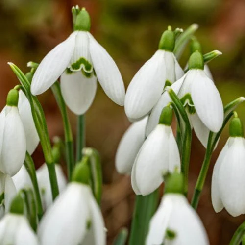 Snowdrop Bulbs - Image 4