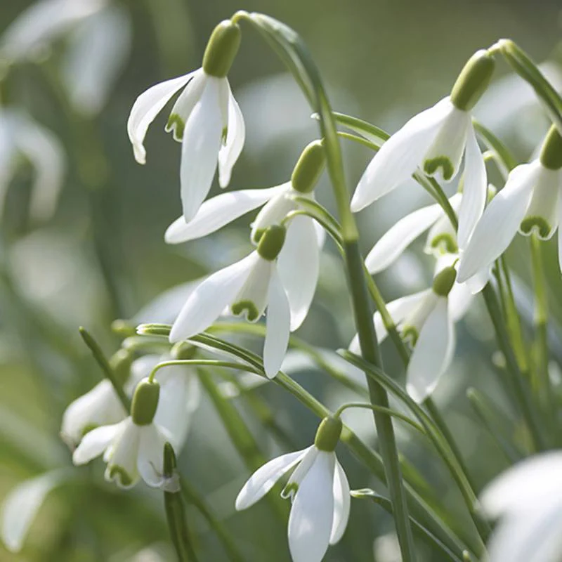 Snowdrop Bulbs - Image 5