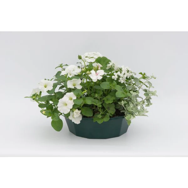 Speedplanter Effortless Chic Plant - Image 2