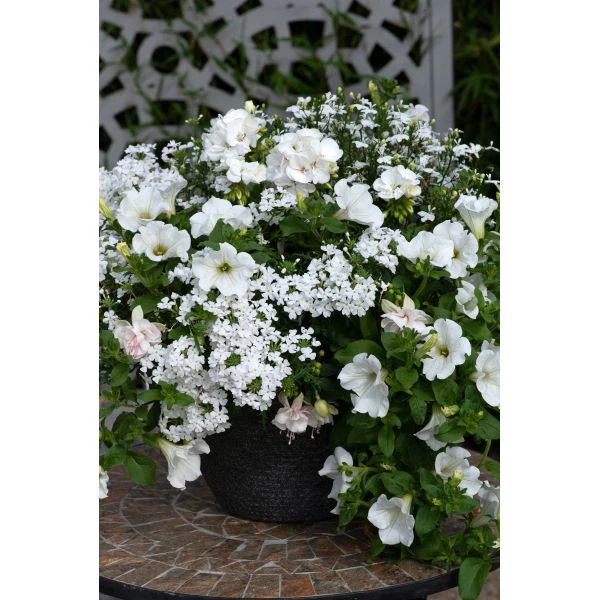 Speedplanter Effortless Chic Plant - Image 3