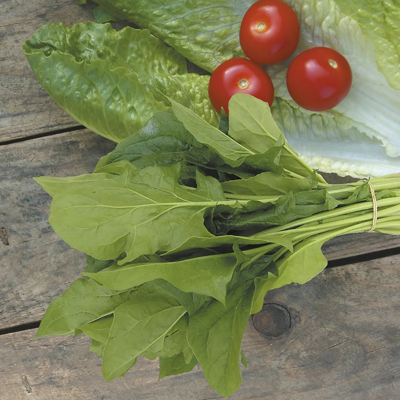 Spinach (Oriental) Mikado F1 Seeds - Image 3