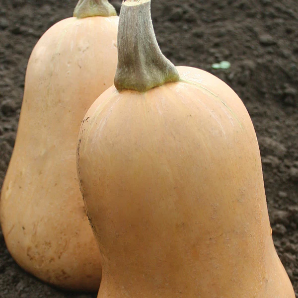 Squash (Butternut) Sweetmax F1 Seeds - Image 3