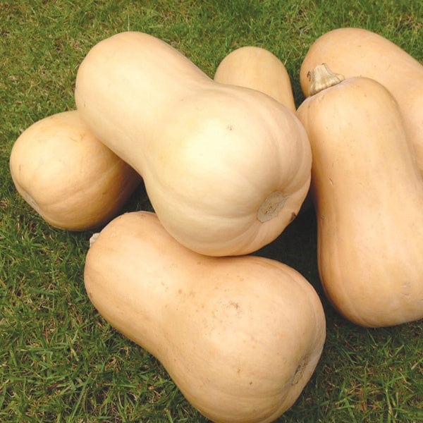 Squash Butternut Walnut F1 Veg Plants