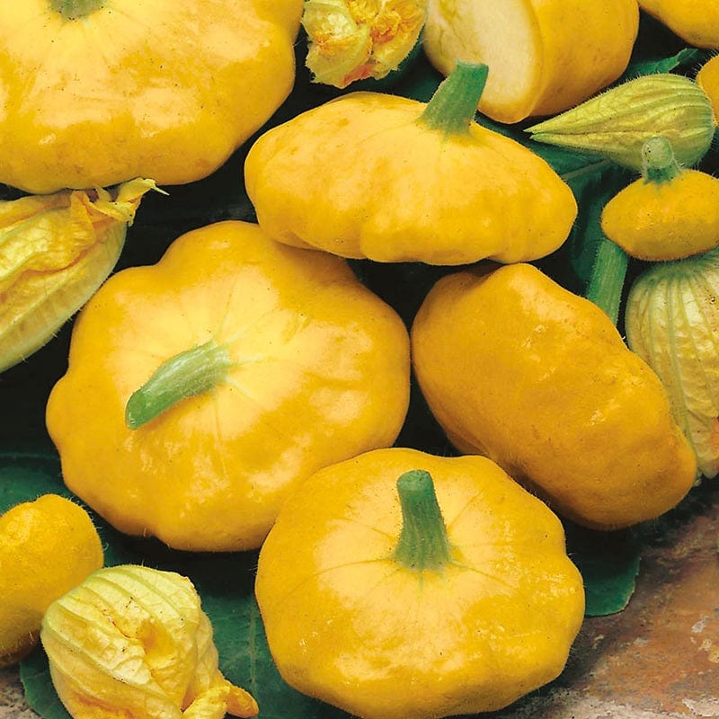 Squash (Summer) Sunburst F1 Veg Plants