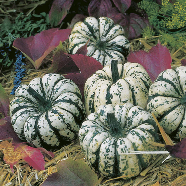 Squash (Winter) Sweet Dumpling Seeds - Image 3