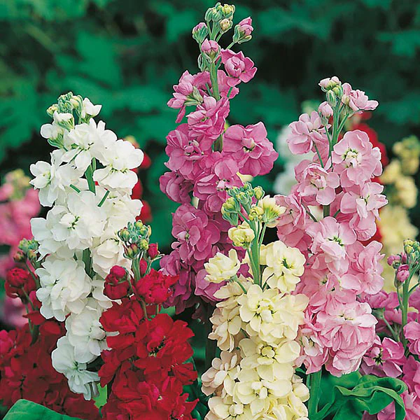 Stock Dwarf Ten Week Mixed - Image 3