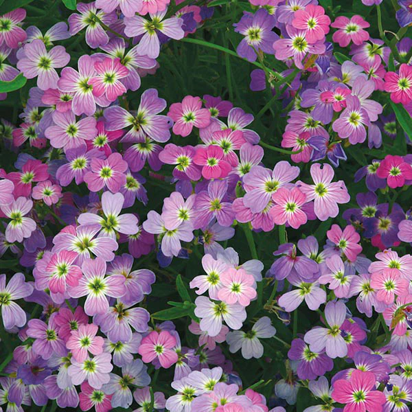 Stock Virginian Spring Sparkle - Image 3