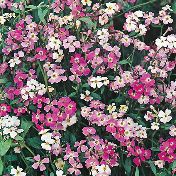 Stock Virginian Stock Finest Mix - Image 3