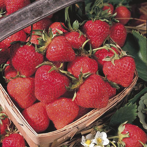 Strawberry Cambridge Favourite AGM A+ Grade Fruit Plants