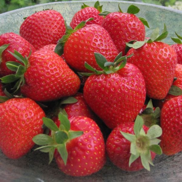 Strawberry Cupid A+ Grade Plant - Image 2