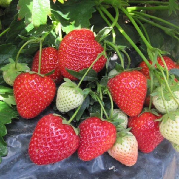 Strawberry Cupid A+ Grade Plant - Image 3