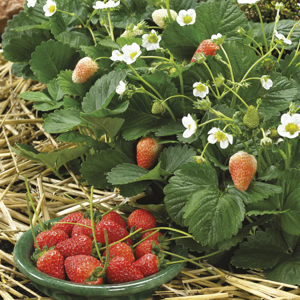 Strawberry Delican F1 Seeds - Image 3