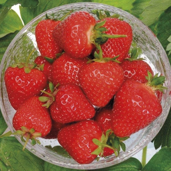 Strawberry Malling Centenary A+ Grade Plant