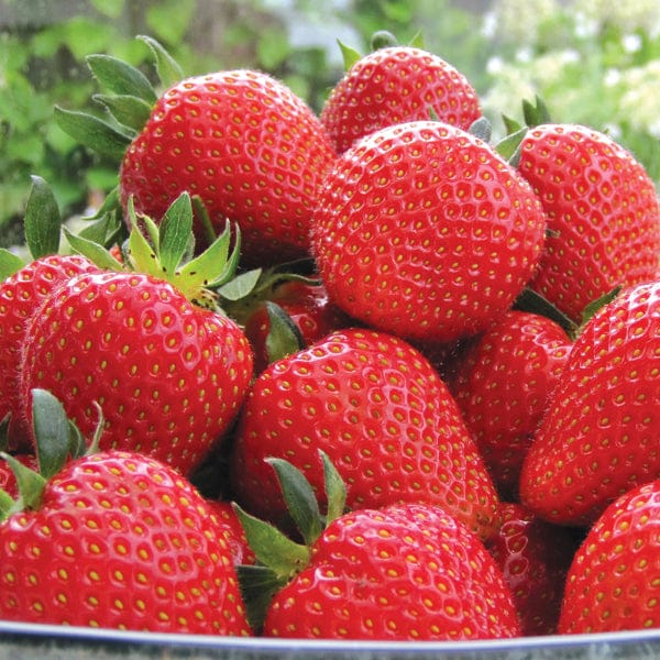 Strawberry 30 day Malling Centenary