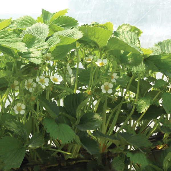 Strawberry 30 day Malling Centenary - Image 2