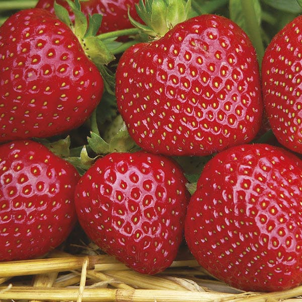 Strawberry Malwina A+ Grade Plant