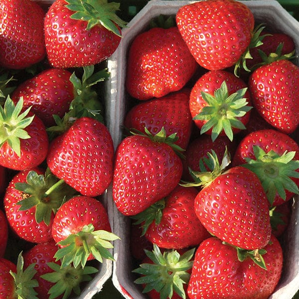 Strawberry Malwina A+ Grade Plant - Image 3