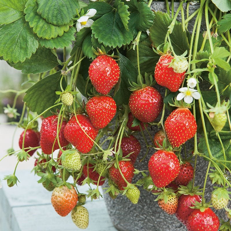 Strawberry Mara des Bois Plants (Everbearer) - Image 2