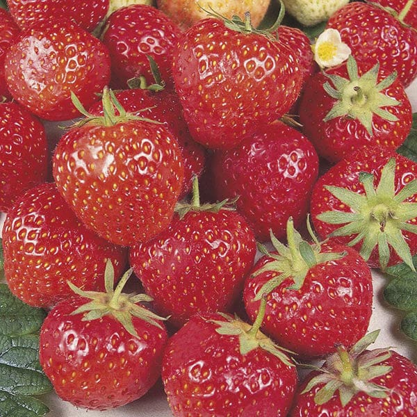 Strawberry Royal Sovereign A+ Grade Fruit Plants (Mid Season)
