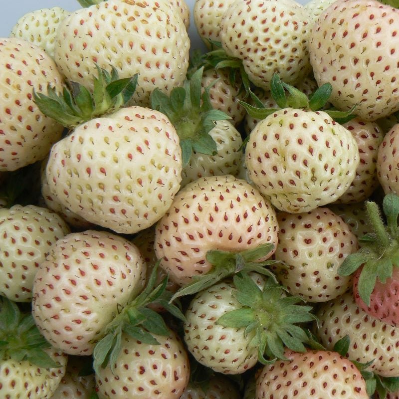 STRAWBERRY Snow White (Standard Grade)
