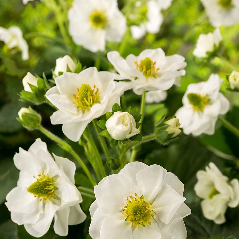 Strawberry Summer Breeze Snow F1 Fruit Plants - Image 2