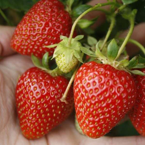 Strawberry Sweetheart A+ Grade Plant - Image 2