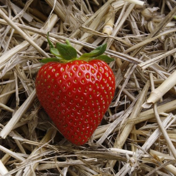 Strawberry Sweetheart A+ Grade Plant - Image 4