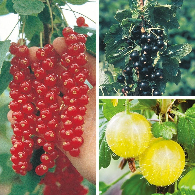 Summer Pudding Soft Fruit Plant Collection - Image 2