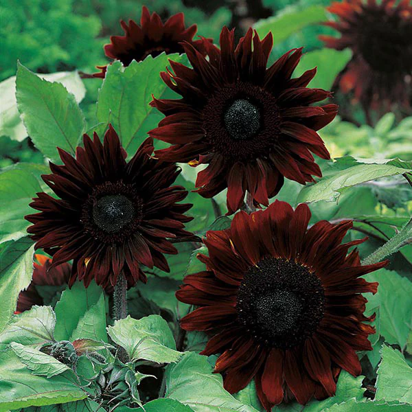 Sunflower Black Magic F1 Seeds - Image 3
